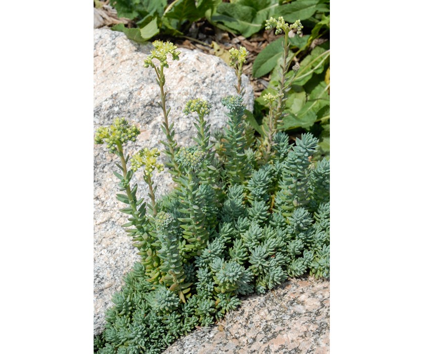Turquoise Tails Blue Sedum